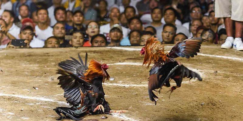 Hướng dẫn tham gia cá cược đá gà 9bet