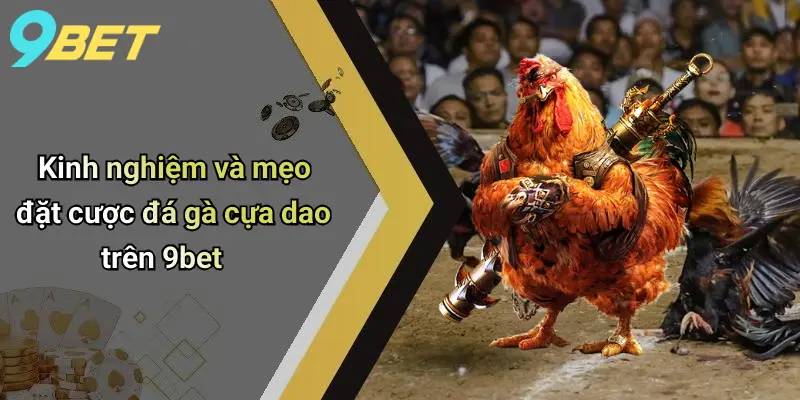 Kinh nghiệm và mẹo đặt cược đá gà cựa dao trên 9bet